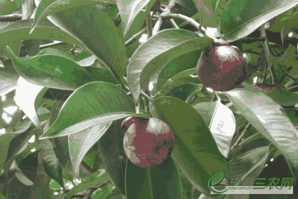 如何种植小山竹树